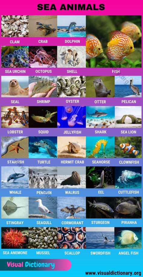 Sea Animals: Interesting Set of 35+ Ocean Animals Names - Visual Dictionary Animals Classification, Classification Of Animals, English Animals, Picture Vocabulary, Animals Name In English, Animal Infographic, Struktur Teks, Animal Classification, Holi Photo