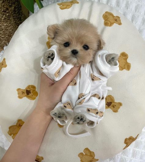 Cutest Dog In The World, Cute Kittens And Puppies, Small Fluffy Dogs Breeds, Cute Maltipoo Puppies, Small Fluffy Puppies, Funny Dog Pictures Hilarious, Baby Dogs Puppy, Cute Tiny Dogs, Cut Dogs