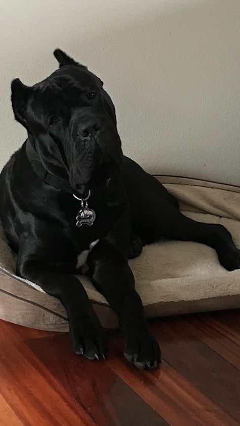 Came Corso Aesthetic, Cane Corso Dog Aesthetic, Scary Dog, Cane Corso Aesthetic, King Corso Dog, Dangerous Dogs, Cane Corso Dog, Bully Breeds Dogs, Corso Dog