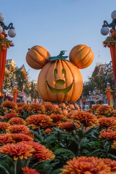 Disneyland's Oogie Boogie Bash Is Going to Be Frightful Fun For the Whole Family Oogie Boogie Bash, Disney World Halloween, Disneyland World, Mickey Pumpkin, Disneyland Halloween, Halloween Disney, Disney Phone Wallpaper, Halloween Wallpaper Iphone, Oogie Boogie