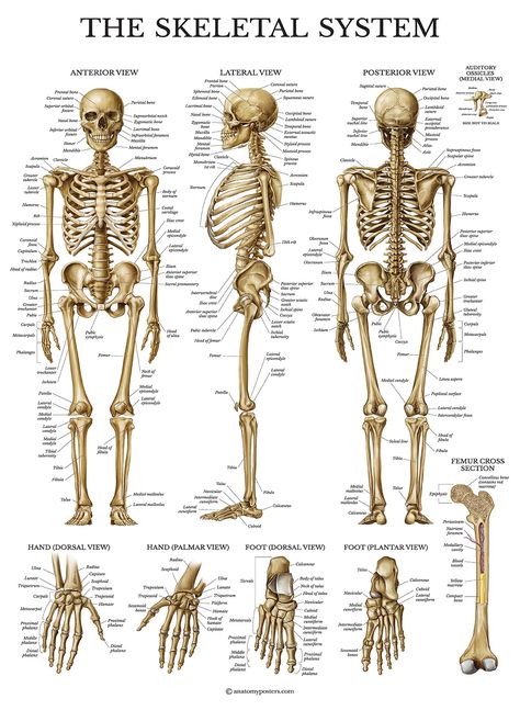 Human Skeleton Parts, Skeletal System Anatomy, Skeleton System, The Human Skeleton, Human Skeletal System, The Skeletal System, Human Skeleton Anatomy, Anatomy Bones, Skeleton Anatomy