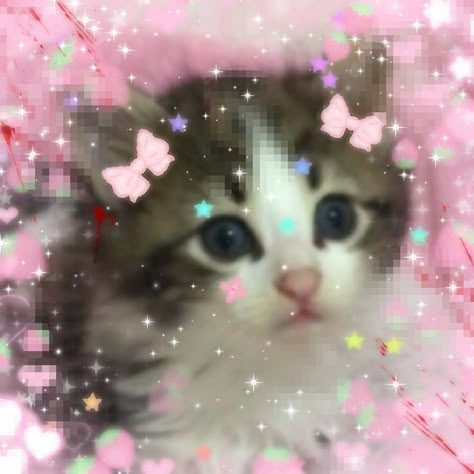 <3🍭🐾🎀 Cutecore Cat, Cutecore Widgets, Candy Princess, Silly Kitty, Aesthetic Cats, Silly Kitties, Cute Core, Kawaii Core, Pink Rainbow