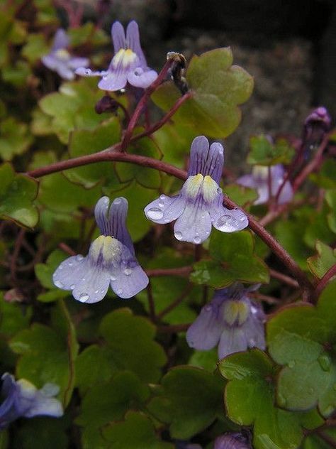 Ivy Leaved Toadflax (Cymbalaria muralis) Uk Wildflowers, Blue Perennials, Beautiful Kingdom, Foliage Photography, British Wildflowers, Flowers Scenery, Cassette Design, Ivy Flower, British Wild Flowers