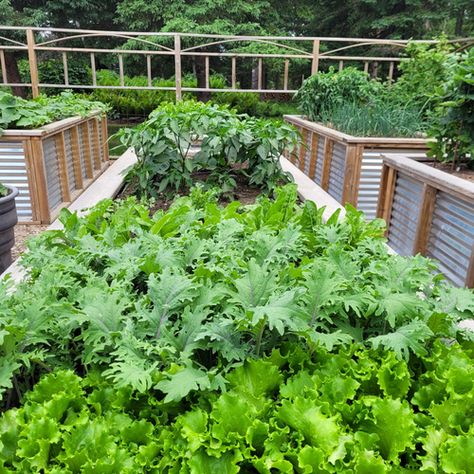 We’re visiting with Keith Irvine today, who gardens in chilly Zone 3 in Oxdrift, Ontario. We visited Keith’s garden before (Keith’s Zone 3 Garden). I would have to say that […] The post Keith’s Vegetable Garden appeared first on FineGardening. Back Yard Patio Ideas, Indoor Plant Tips, Yard Patio Ideas, Green Adventure, Cozy Garden, Deer Fence, Fencing Material, Plant Tips, Garden Hacks