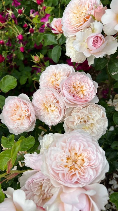 Emily Bronte Rose, David Austin Roses Bouquet, David Austin Roses Garden, English Roses Garden, David Austin Climbing Roses, Countryside Estate, June Flowers, David Austin Rose, Front Yard Plants