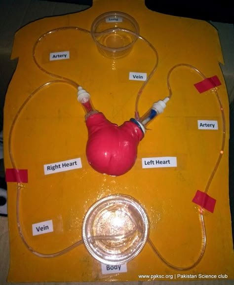 Best Working Model of Heart and Circulatory system of Human for Science Project Model Of Heart, Circulatory System Projects, Circulatory System For Kids, Biology Science Fair Projects, Circulatory System Activities, Human Body Systems Projects, Body Systems Project, Science Project Models, Human Circulatory System