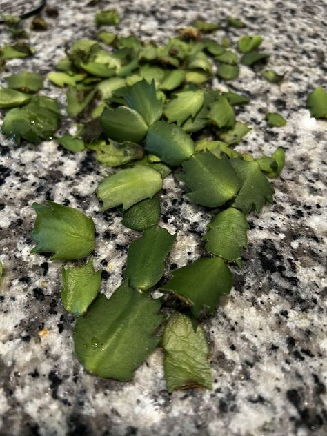 Christmas Cactus Propagation, Easter Plants, Christmas Cactus Care, Cactus Leaves, Christmas Cactus Plant, Easter Cactus, Thanksgiving Cactus, Holiday Cactus, Cactus Water