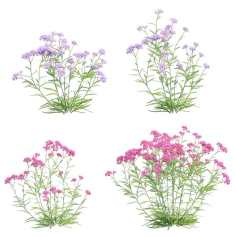 Achillea millefolium - Yarrow 02 Paving Texture, Bedroom Toys, Achillea Millefolium, Developmental Stages, Decorative Plaster, 3d Panels, Console Desk, Wardrobe Furniture, Spa Room