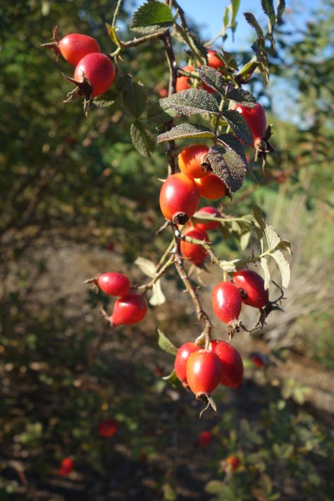 Wild Berries, Winter Berry Bush, Berry Bush Aesthetic, Hawthorn Berries, Birds And Berries, Berries Photography, Wild Fruits And Berries, Strawberry Bush, Work In Japan