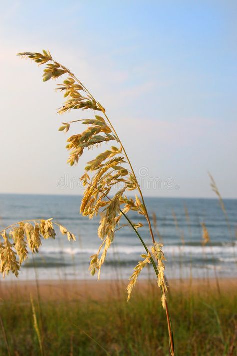 Sea oats. A tall stalk of sea oats against a blue ocean and sky , #AD, #tall, #stalk, #Sea, #oats, #ocean #ad South Carolina Coast, Sea Oats, Carolina Coast, Lemon Trees, Reference Photos For Artists, Watercolor Sketchbook, North South, Wedding Art, Diy Art Painting