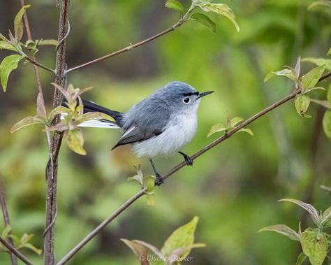 Blue-gray Gnatcatcher Blue Gray Gnatcatcher, Black Eyebrows, Forest Habitat, What Is A Bird, North America Map, Southern Ontario, Tiny Bird, Southern Oregon, North And South America