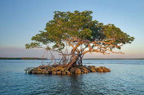 Red Mangrove Trees, Everglades City Florida, Red Mangrove, Mangrove Tree, Mangrove Trees, Ficus Microcarpa, Florida Everglades, Florida Photography, Mangrove Forest