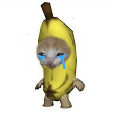 @pinterest Gato Banana, Aesthetics Outfits, Banana Cat, Pop Cat, Cat Crying, Cat Png, Classroom Posters, Cat Memes, Cute Art