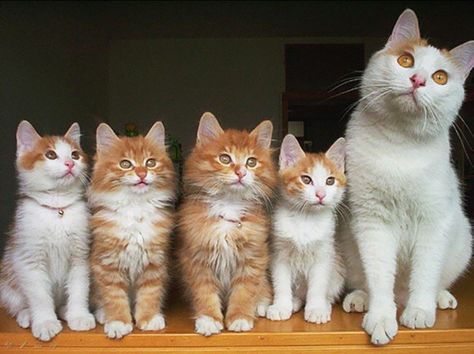 Cat Family Cat Family Portrait, Beautiful Pets, Adorable Kittens, Mama Cat, Cat Family, Ginger Cats, Fluffy Cat, Cute Cats And Kittens, Cute Kittens