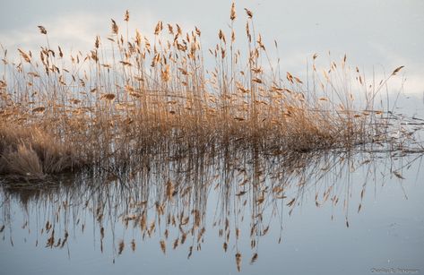 Common Reed, Phragmites Australis, Watercolour Reference, Happy Prince, The Happy Prince, Box Elder, Migratory Birds, Architecture Concept, Ground Breaking