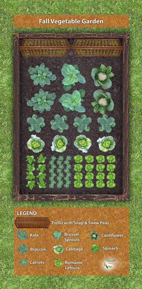 Fall Vegetable Garden Plan Vegetable Garden Plans, Fall Vegetable Garden, Organic Lawn Care, Funny Vine, Vegetable Garden Planner, Lots Of Plants, Garden Layout Vegetable, Vegetable Garden Planning, Fall Gardening