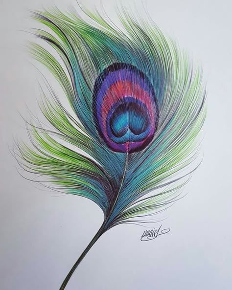 Peacock Drawing Easy, Feather Art Painting, Peacock Feather Drawing, Feather Artwork, Feather Drawing, Color Pencil Sketch, Peacock Wall Art, Graphic Design Cards, Colored Pencil Artwork