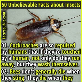 Do You Know Facts, Human Psychology Facts So True, Facts About Insects, Funny True Facts, Epic Facts, Science Facts Mind Blown, Fun Facts Mind Blown, Writing Science Fiction, Useful Facts