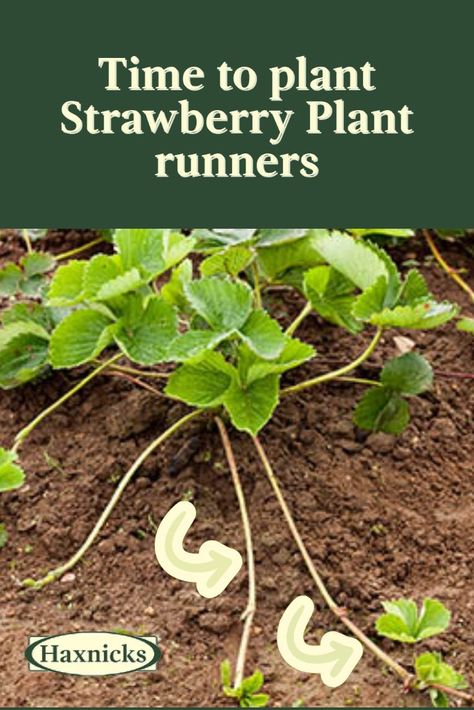 Today's quick gardening tip will gain you some free plants! It is time to pin down those Strawberry plant runners & start off next year's strawberry plants. Check out our blog for full instructions on how to grow strawberries from runners. And if you don't have any strawberry plants ask around as gardeners are usually happy to share. #strawberries #gardening | Gardening | How to grow strawberries from runners| How to grow strawberries | growing fruit | Strawberry Plant Runners, When To Plant Strawberries, Strawberry Companion Plants, Strawberry Runners, How To Grow Strawberries, Everbearing Strawberries, Grow Strawberries, Strawberry Beds, Strawberry Plant