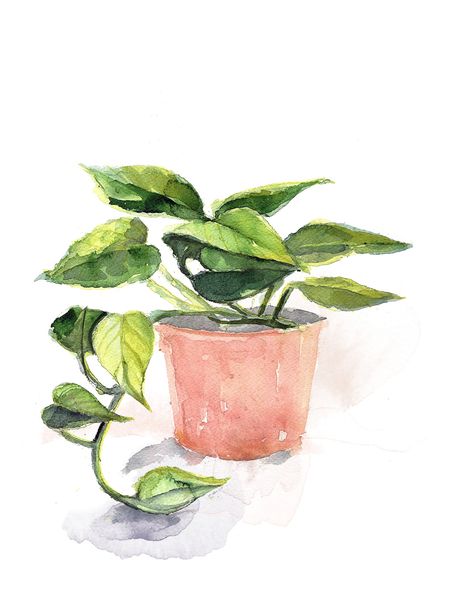 Watercolor Pothos Plant Print Minimalist Art, Modern Art, Potted Plant, Boho Wall Decor - Etsy Easy Plant Watercolor Paintings, Art Boho Painting, Potted Plant Watercolor, House Plant Watercolor, Watercolor Inspo Aesthetic, Watercolor Pothos, Watercolor Plant Paintings, Plant Art Aesthetic, Simple Watercolour Ideas