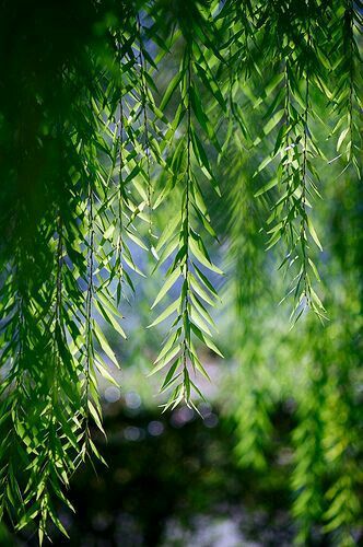 Weeping Willow 30'-50' Tall 40'-50' Wide Deciduous No Blooms Plant in Full Sun in Fertile soil that is Wet Growth Rate is Fast www.greenprintLED.com Willow Trees Garden, Weeping Willow Tree, Willow Trees, Rooting Hormone, Wind In The Willows, Willow Leaf, Theme Nature, Willow Branches, Weeping Willow