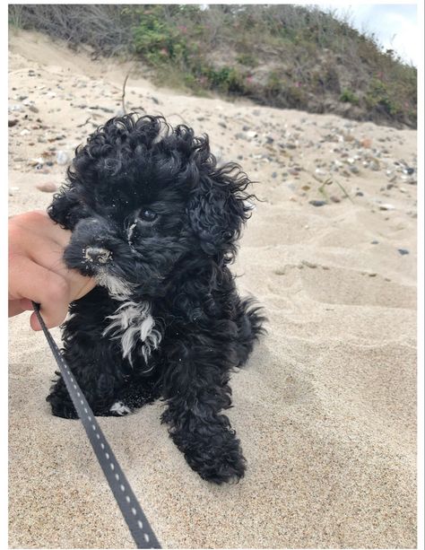 Beach puppy, black maltipoo Black Maltese Puppy, Maltipoo Full Grown Black, Black Maltipoo Puppy, Black Maltipoo, Puppies Stuff, Beach Puppy, Teacup Maltipoo, Puppy Things, Puppy Black