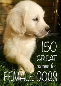 Over a hundred and fifty great girl dog names to choose from! - Tap the pin for the most adorable pawtastic fur baby apparel! You'll love the dog clothes and cat clothes! Top Girl Dog Names, Puppy Girl Names, Best Female Dog Names, Dog Names Female, Girl Dog Names Unique, Puppies Names Female, Dogs And Puppies Cutest, Dog Names Girl, Dogs Names List