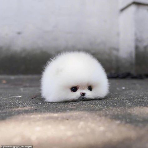 Tiny Pomeranian dog becomes an online sensation Cute Tiny Dogs, Katt Grejer, Cute Fluffy Dogs, Cute Dogs Images, Very Cute Puppies, Dog Aesthetic, Dog Line, Cute Small Animals, Cute Dog Photos