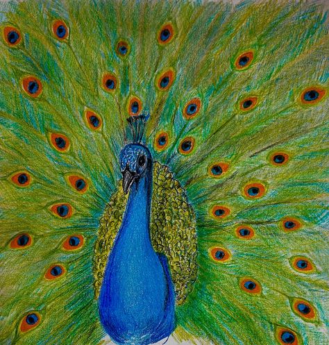 Peacock drawing with coloured pencils Peacock Color Pencil Drawing, Peacock Drawing, Peacock Color, Drawing Websites, Happy Drawing, Coloured Pencils, Art Drawings For Kids, Color Pencil Drawing, Youtube Tutorials