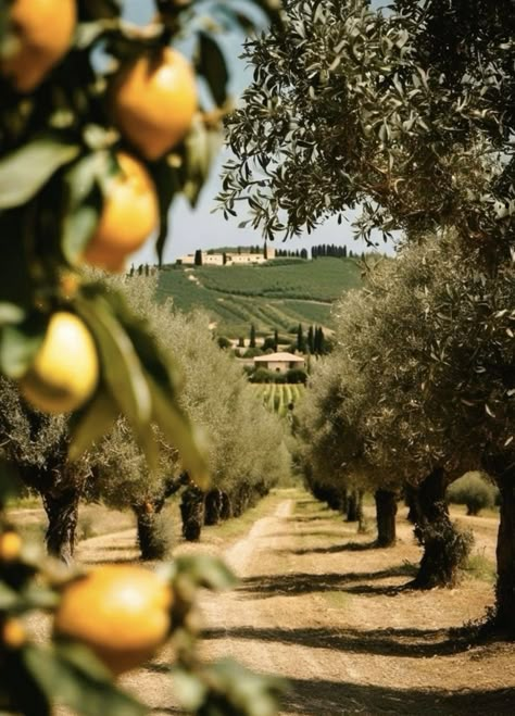 Tuscany Landscape, Olive Grove, Italy Tuscany, Italy Aesthetic, Voyage Europe, Italian Summer, Northern Italy, Nature Aesthetic, Pretty Places