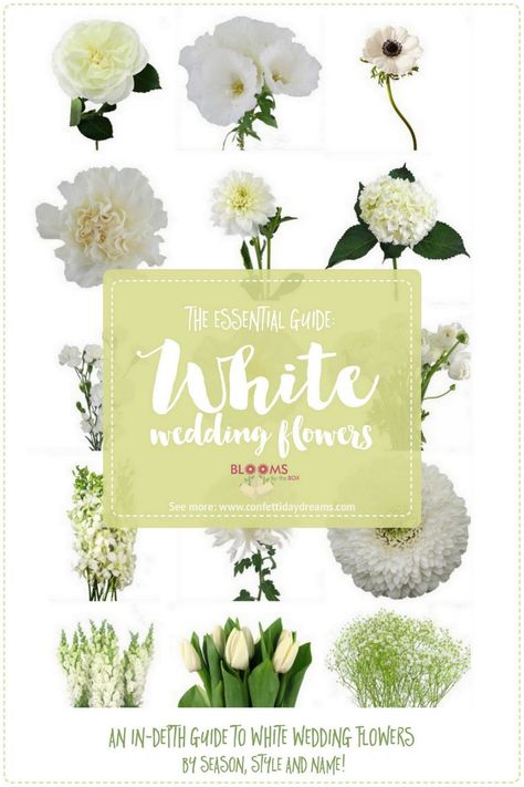 White Wedding Flowers Guide: Types of White Flowers, Names + Pics. Click http://www.confettidaydreams.com/types-of-white-wedding-flowers-names/ White Flowers Names, Wedding Flower Types, Flowers Guide, Types Of White, Wedding Flower Guide, Boho Flower Crown, Red Wedding Flowers, Beach Wedding Flowers, Unique Wedding Flowers