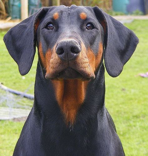 Doberman Without Cropped Ears, Doberman Ear Cropping, Doberman Pinscher Natural Ears, Doberman Training, Black Doberman, Mean Machine, Staffordshire Terriers, Oc Aesthetic, Doberman Love