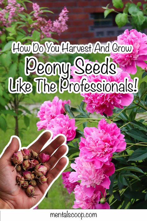 How Do You Harvest And Grow Peony Seeds Like The Professionals! Growing Peonies From Seed, Peony Landscaping Front Yards, Peony Farming, Gardening In Colorado, Peony Flower Garden, Peony Seeds, Grow Peonies, Outside Flowers, Peony Farm