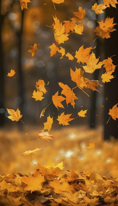 Leaves Falling Aesthetic, Falling Leaves Wallpaper, Fall Leaves Blowing In The Wind, Falling Maple Leaves, Autumn Forest Photography, Falling Leaves Photography, Falling Leaf, Fall Leaves Photography, Autumn Leaves Falling