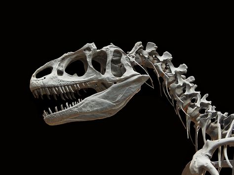 Allosaurus desktop wallpaper  ~ http://www.dinopit.com Dinosaur Facts For Kids, Dinosaur Facts, Giant Dinosaur, Dinosaur Photo, Dinosaur Wallpaper, Animal Skeletons, Dinosaur Skeleton, Paleo Art, Dinosaur Bones