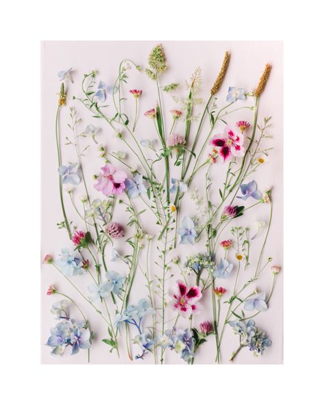 Pretty Wildflowers on Artfully Walls Pastel Wildflowers, Living In Portugal, Wildflower Decor, Girls Nursery Floral, Plexiglass Panels, Pressed Flower Crafts, Floral Preservation, Living Simply, Artfully Walls