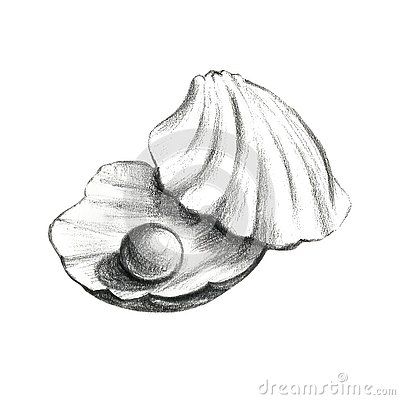 Conch Shell Sketch, Shell With Pearl Drawing, Underwater Drawing Pencil, Sea Shell Sketch, Clam Drawing, Pearl Sketch, Sea Shell Drawing, Marine Sketch, Shells Drawing