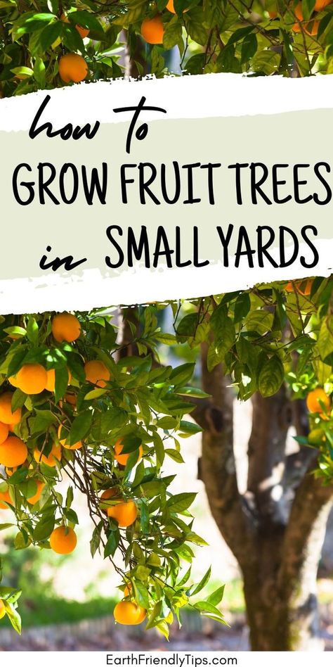 Picture of fruit tree laden with ripe oranges with text overlay How to Grow Fruit Trees in Small Yards Citrus Tree Garden, Fast Growing Fruit Trees, Miniature Fruit Trees, Plant Fruit Trees, Mini Orchard, Raised Container Garden, Small Fruit Trees, Fruit Trees In Containers, Trees In Containers