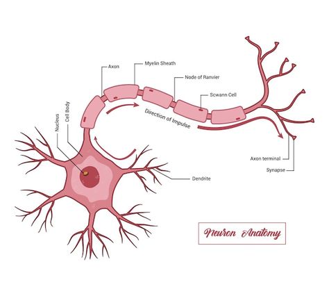 Vector human neuron structure nerve cell... | Premium Vector #Freepik #vector #nerve #brain #brain-health #anatomy Nerve Cell Drawing, Nerve Cell Diagram, Structure Of Neuron, Nerve Drawing, Neuron Anatomy, Neuron Drawing, Slp Outfits, Neuron Diagram, Cells Drawing