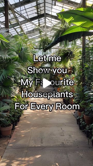 Best Big Indoor Plants, Rooms Full Of Plants, Plants House Aesthetic, Plant Bookshelf Indoor, Big House Plants Indoor, Unique Indoor Plants, Minimalist Plant Room Aesthetic, Indoor Plants Decor Living Room Ideas, Plant Nursery Aesthetic