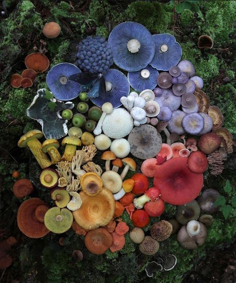 Red white blue yellow green mushrooms Mushroom Photography, Photography Flat Lay, Mushroom Pictures, Mushroom Fungi, Wild Mushrooms, Mushroom Art, Pretty Plants, Back To Nature, Nature Aesthetic