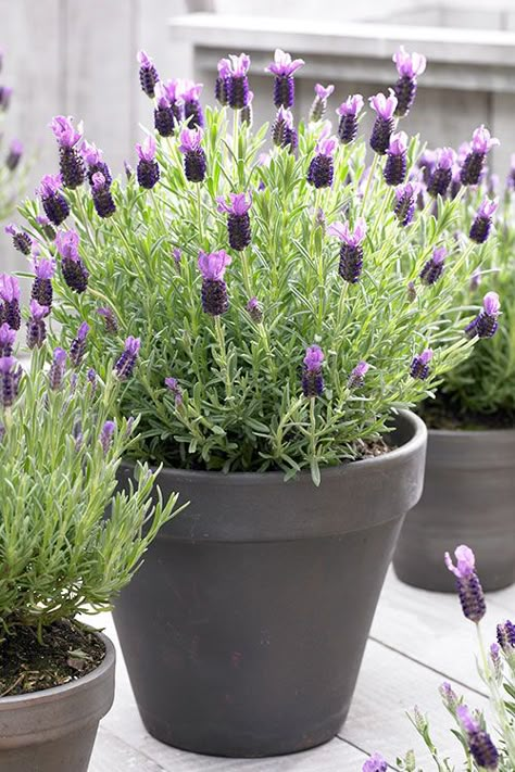 Indoor Lavender Plant, Lavender Plant Care, Potted Lavender, Spanish Lavender, Lavender Varieties, Lavender Plants, Plants In Pots, Growing Lavender, Mosquito Repelling Plants