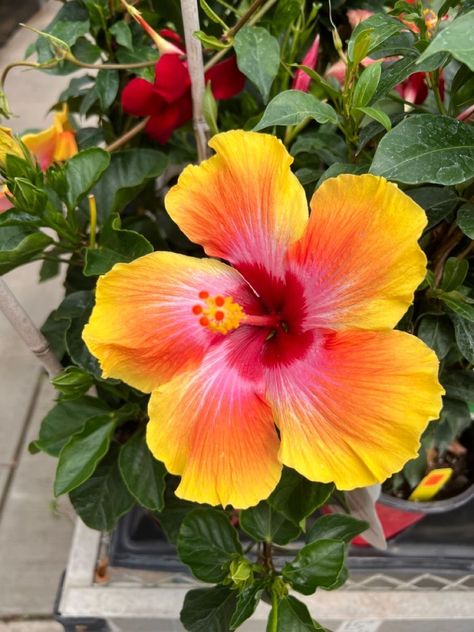 Fav Flower, Hibiscus Plant, Boquette Flowers, Nothing But Flowers, Flower Therapy, Beautiful Bouquet Of Flowers, Hawaiian Flowers, Deco Floral, Pretty Plants