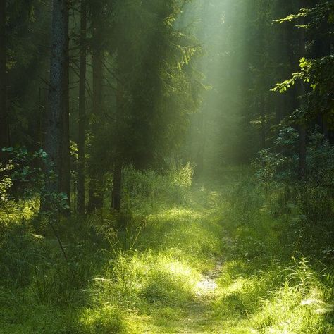 Faerie Aesthetic, Fantasy Aesthetic, Nature Aesthetic, Pretty Places, Green Grass, In The Forest, Green Aesthetic, Mother Earth, Both Sides