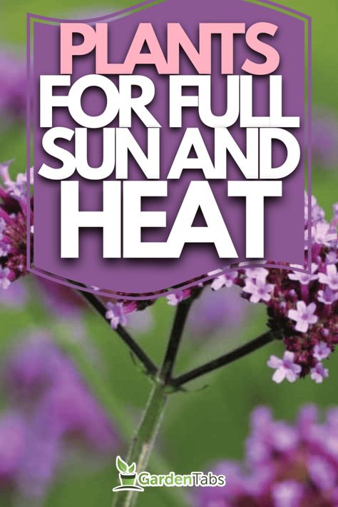 39 Plants That Like Full Sun And Heat Plants That Love The Sun And Heat, Full Sun Window Boxes Flowers, Morning Sun Perennials, Pot Plants Outdoor Patio Full Sun, Plants That Tolerate Heat And Sun, Full Sun Flowers That Bloom All Summer, Plants For Direct Sunlight Outdoor, Direct Sunlight Plants Outdoor, Full Sun Window Box Ideas