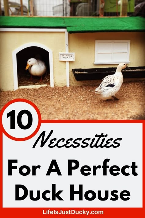 10 Necessities To A Perfect Duck House. - Life Is Just Ducky Backyard Ducks Habitat Diy, Duck Coop Flooring Ideas, Diy Duck House Pallets, Duck Coop And Run, Duck Waterer No Mess, Chicken And Duck Coop Combo, Duck Run Ideas, Diy Duck House, Duck House Diy