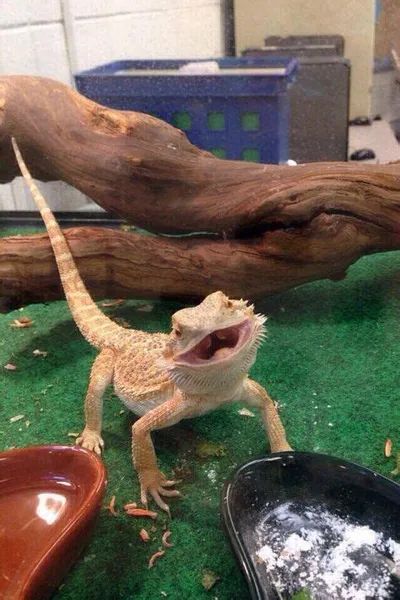 Gecko pictures overflowing with adorableness. These pics are just too cute! Dragon Pet, Bearded Dragon Funny, Bearded Dragon Terrarium, Bearded Dragon Habitat, Baby Bearded Dragon, Bearded Dragon Cute, Bearded Dragon Care, Animiertes Gif, Cute Lizard