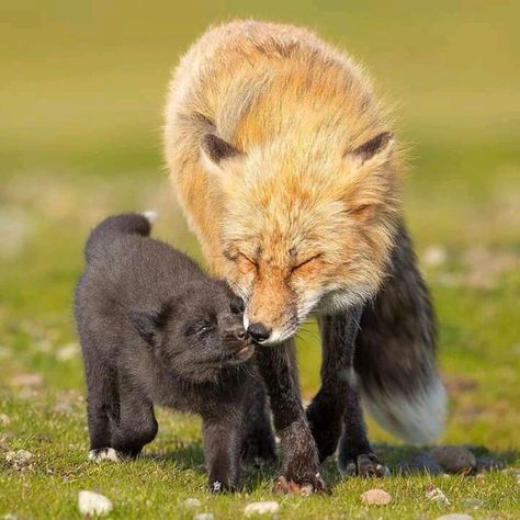 Wholesome Animals, Fox Kit, Red Foxes, Cute Foxes, Fox Pictures, Fox Lover, Pet Fox, Pretty Animals, Little Critter