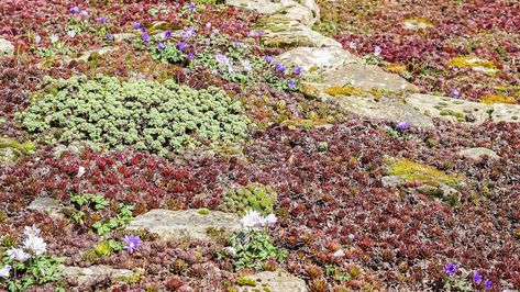 Another alternative to a traditional green turf lawn. Tapestry Lawn, No Mow Grass, Lawn Alternatives, Garden Growing, Creeping Jenny, Garden Modern, Outdoor Decorating, Side Garden, Ground Cover Plants