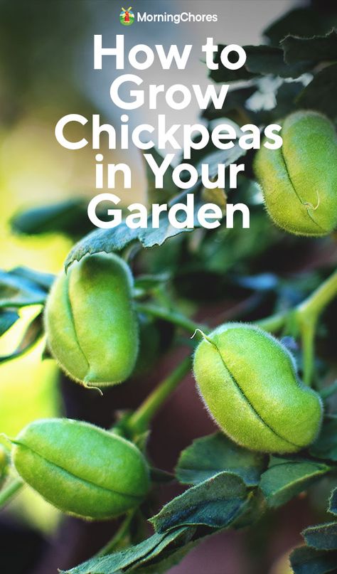 Growing Chickpeas: How to Plant and Care For Garbanzo Beans Growing Chickpeas, Grow Chickpeas, Allotment Planning, Chickpea Plant, Farm Plants, Seed Sprouting, Morning Chores, Pallet Gardening, Herbal Essence